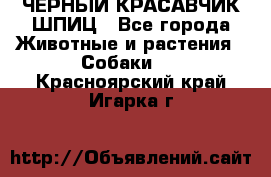 ЧЕРНЫЙ КРАСАВЧИК ШПИЦ - Все города Животные и растения » Собаки   . Красноярский край,Игарка г.